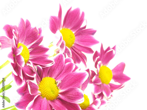 Beautiful pink spring flower