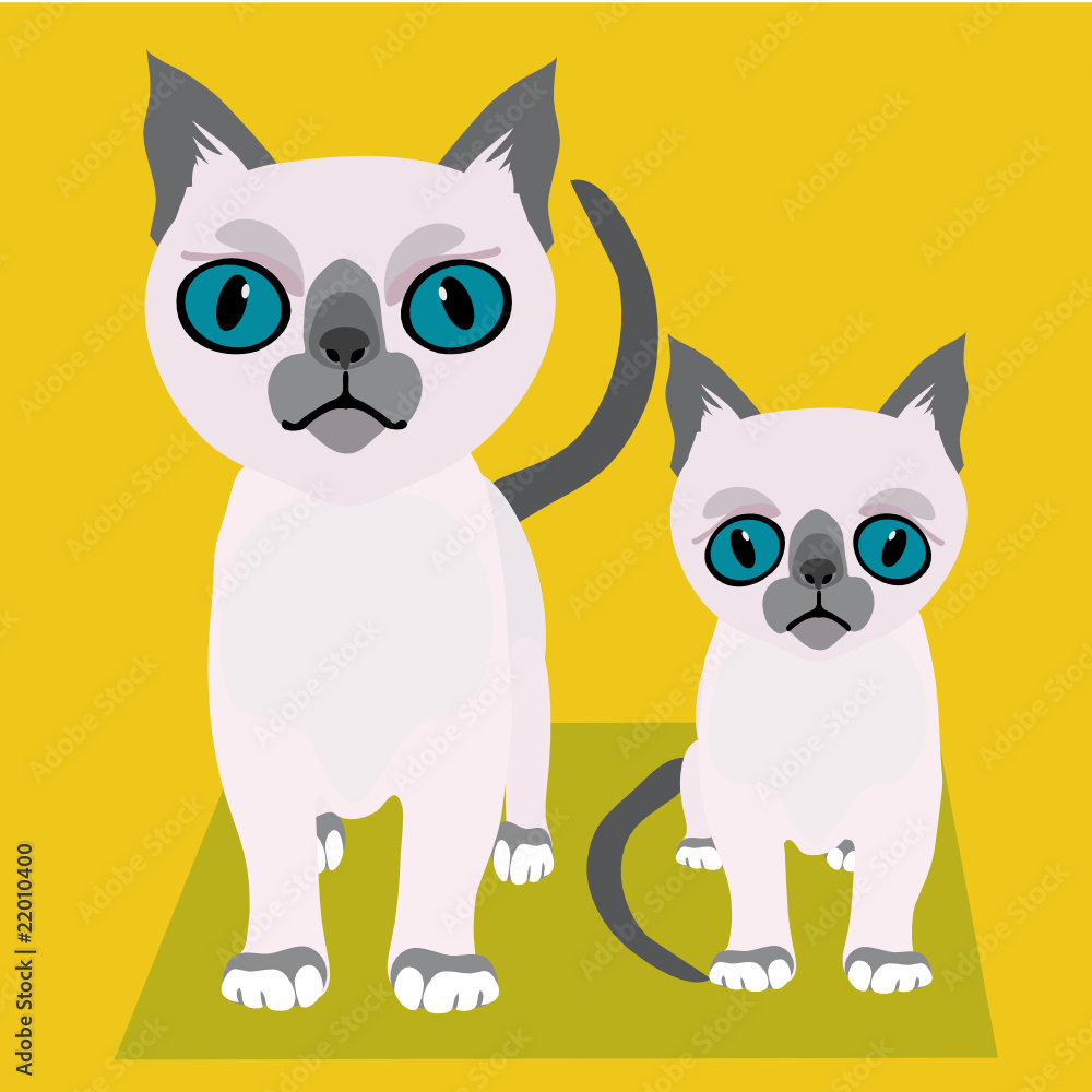 cat cat