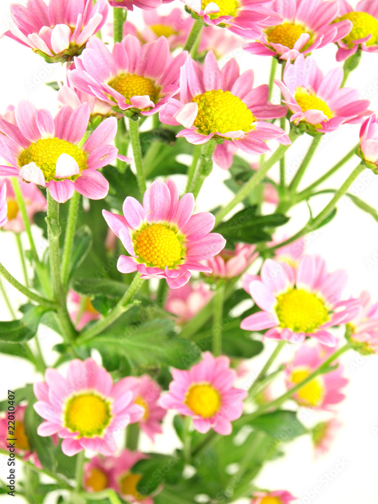 Isolated Zinnia Flower on white background Isolated Zinnia Flower on white background