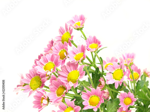 Isolated Zinnia Flower on white background