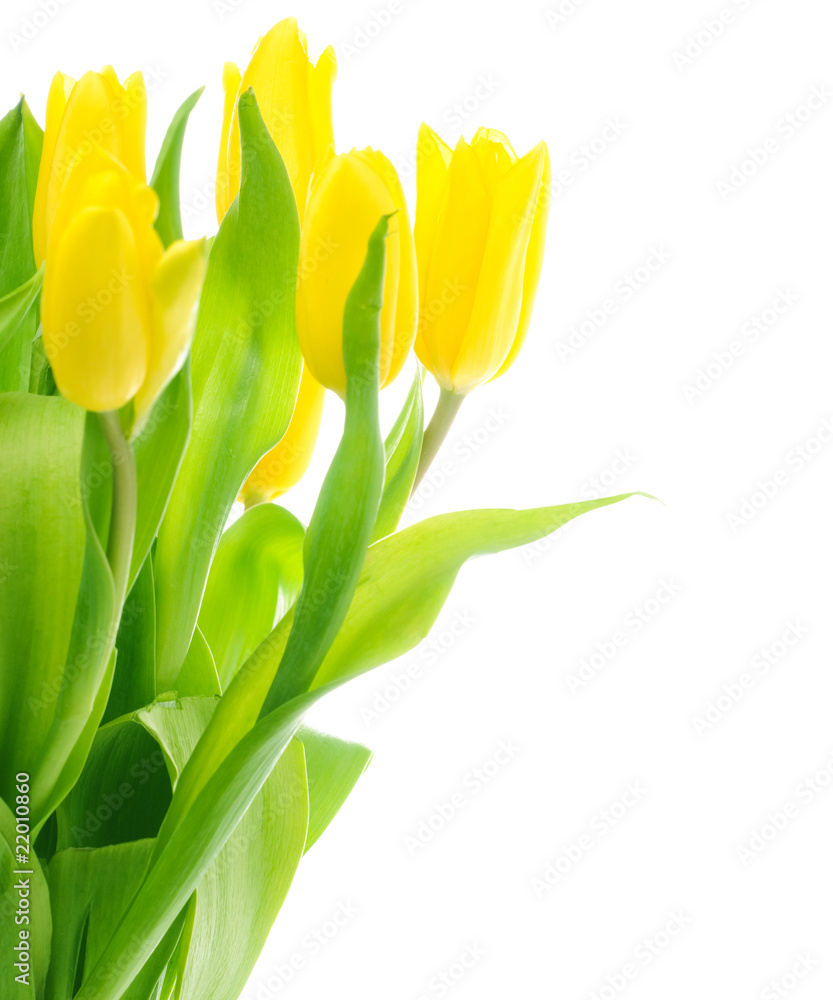 Naklejka premium Tulips
