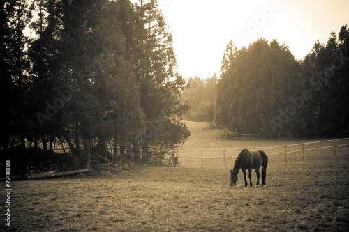 Attract landscape with horse