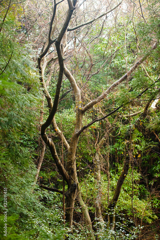 Fototapeta premium Old tree and forest