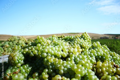 Bild auf Leinwand Grapes for white wine