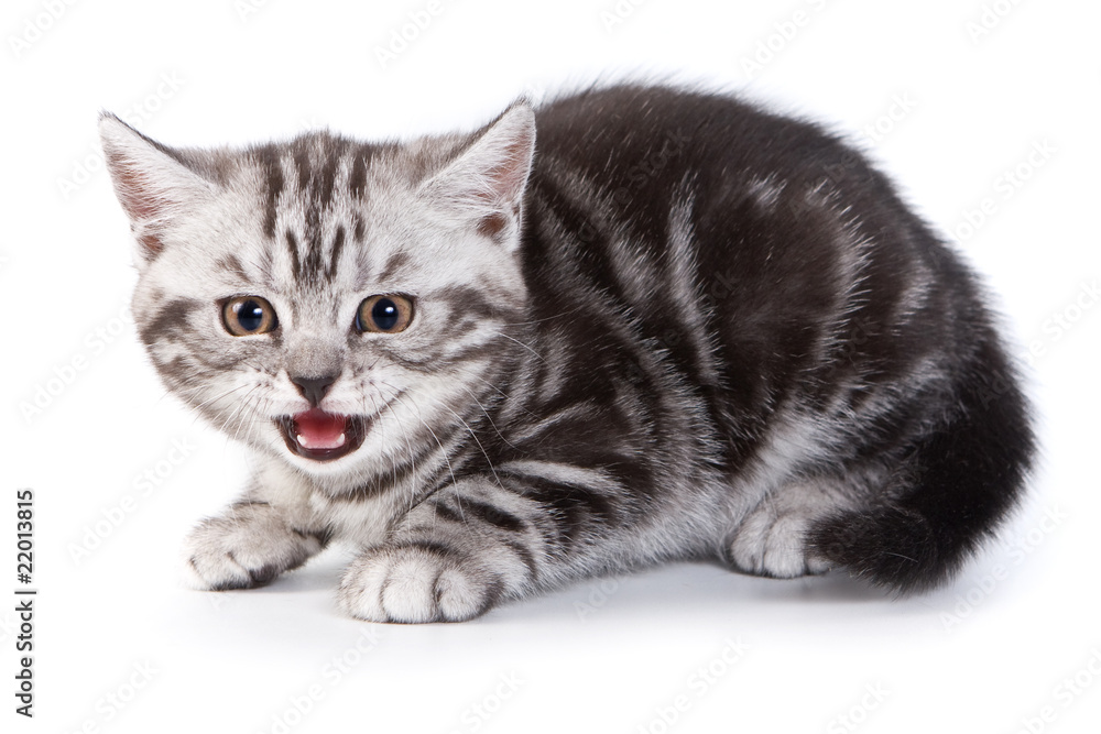 Fototapeta premium British kitten on white background