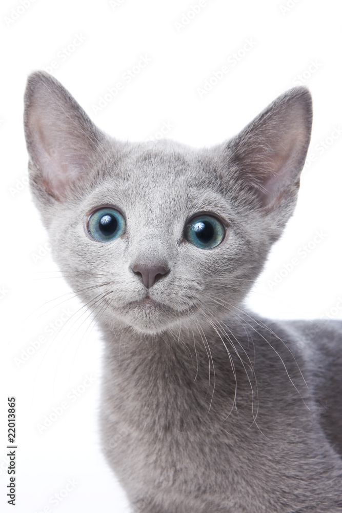 Russian blue kitten on white background