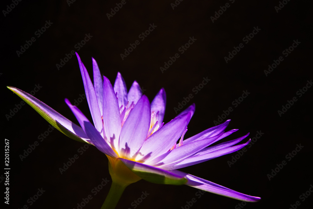 Fototapeta premium Lotus