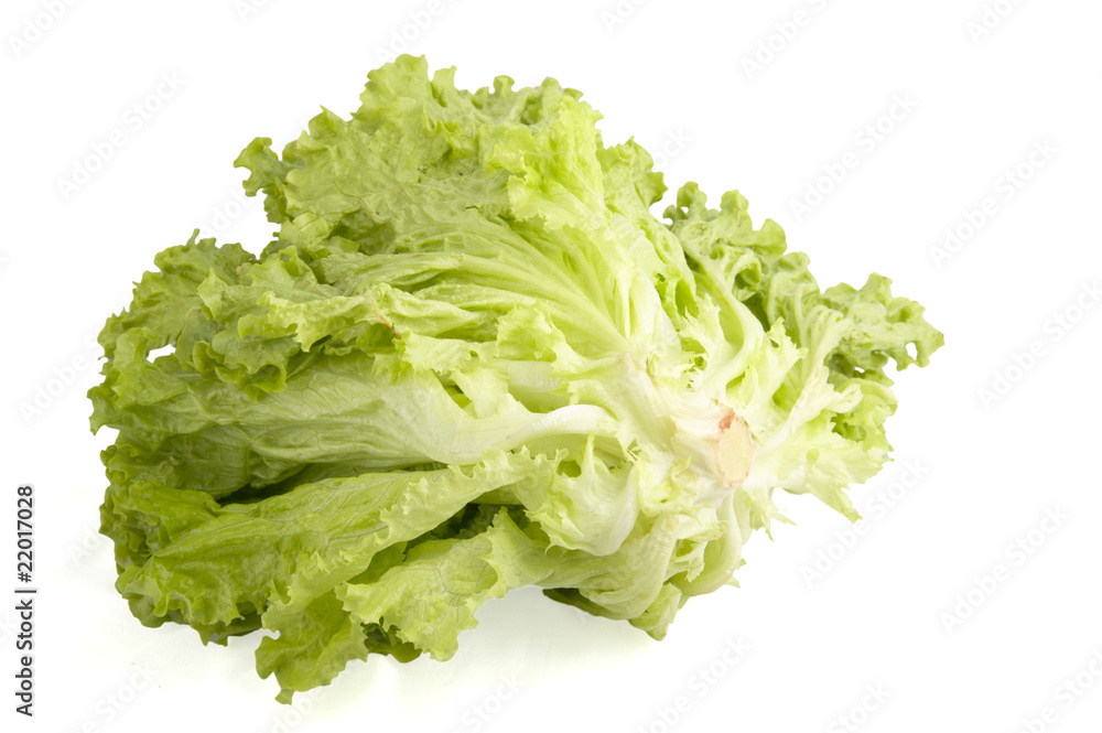 Fresh lettuce on white background Fresh lettuce on white background