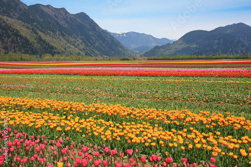 Wallpaper Mural Tulip fields Torontodigital.ca