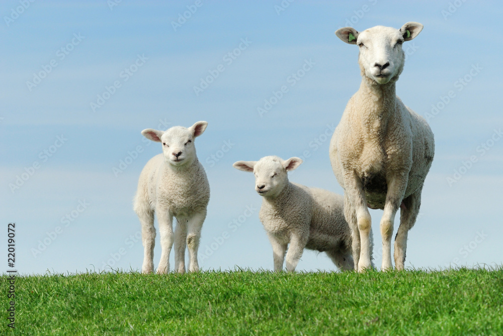 Cute lambs in spring Cute lambs in spring