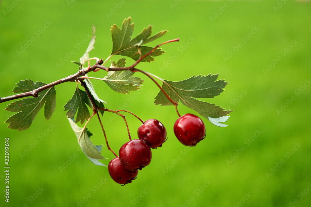 red berries red berries