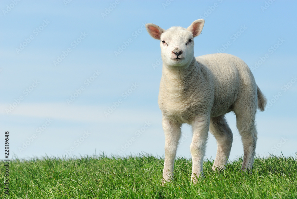 Cute lamb in spring Cute lamb in spring