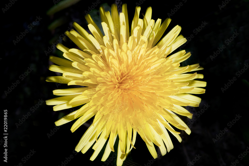 yellow flower yellow flower