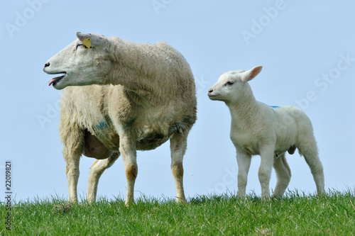 Cute lambs in spring