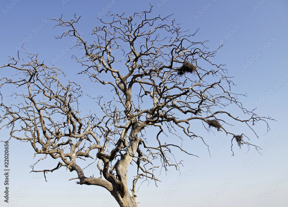 Dead Tree in Africa against sky