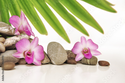 Steinreihe mit Orchideen   Palmenblatt