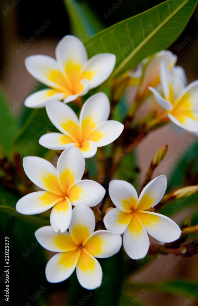 Fototapeta premium frangipani tropical flowers