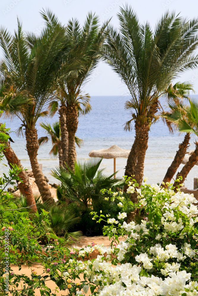 Obraz premium Beach on Red sea, Egypt.