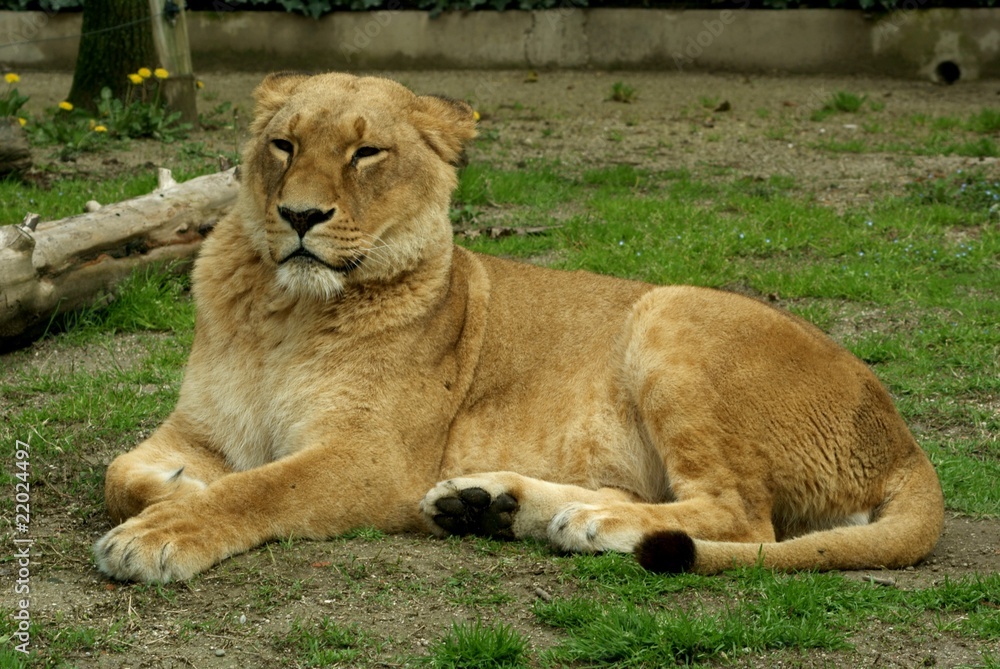 Naklejka premium Guardia