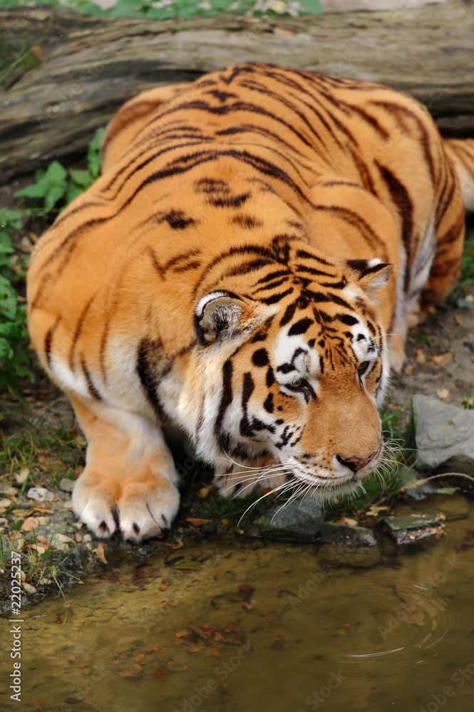 Zoo 152 Zoo 152