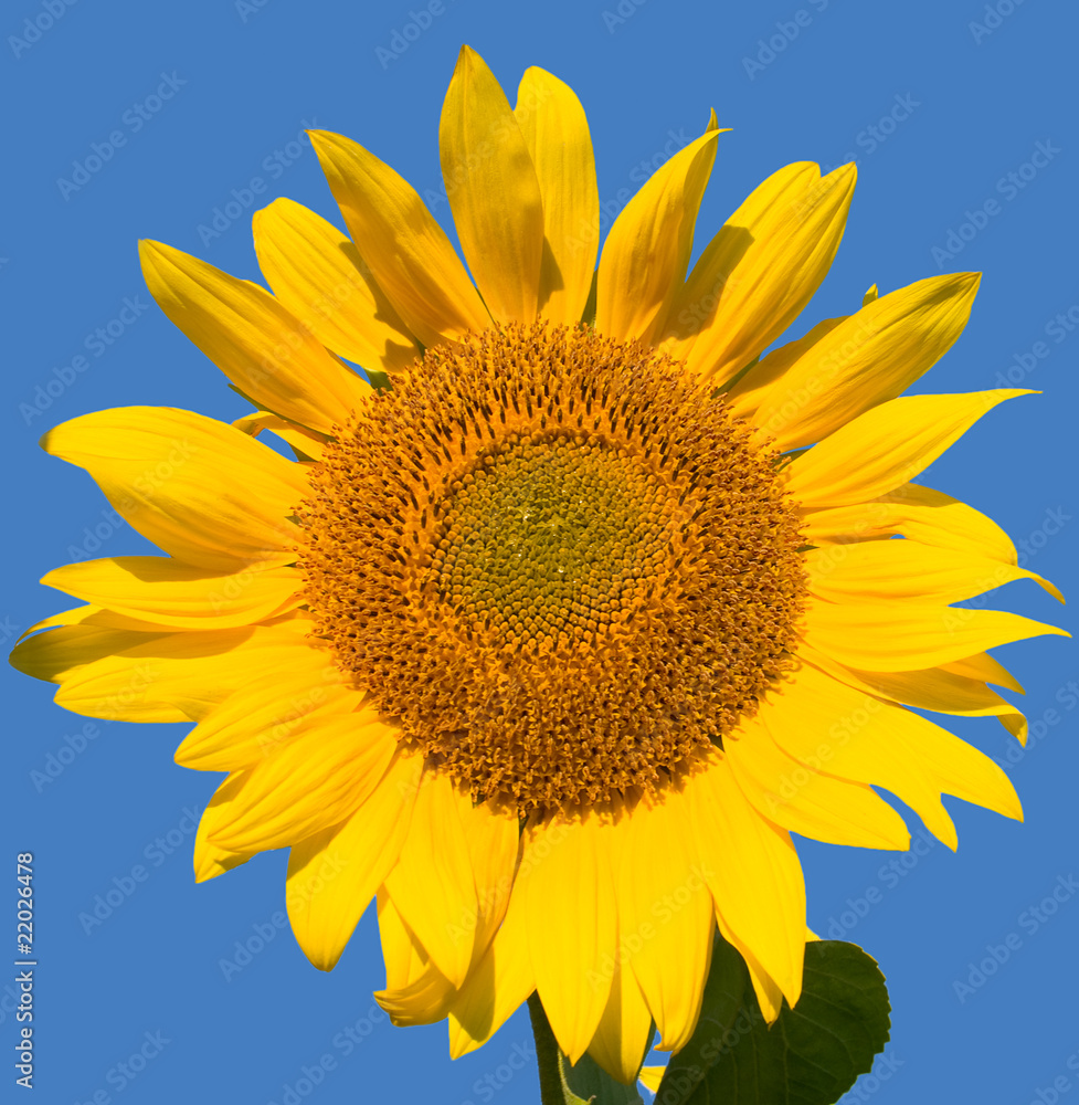 Naklejka premium ripe sunflower