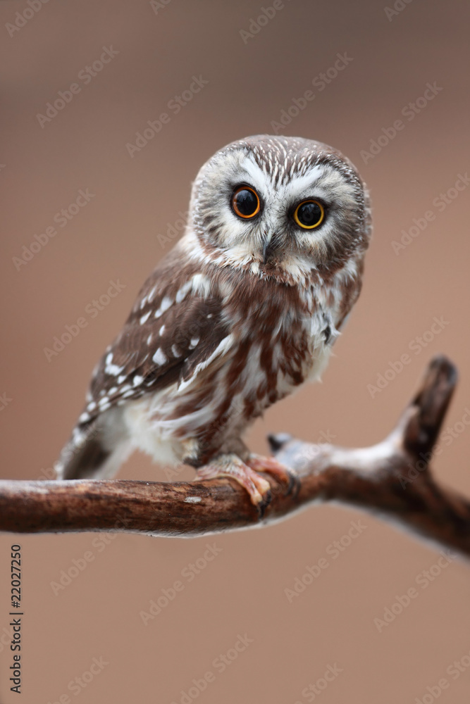 Fototapeta premium Who Me?