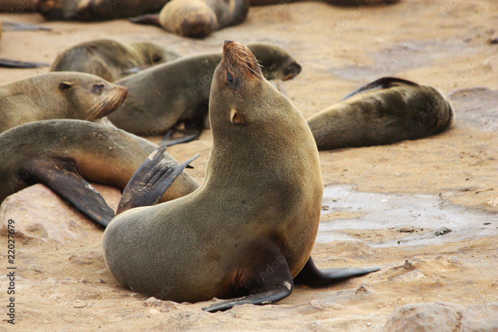 Brown Fur Seal (Arctocephalus pusillus) Brown Fur Seal (Arctocephalus pusillus)