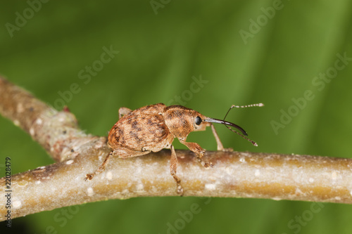 Hazelnut weevil (Curculia nucum) sitting on a branch.