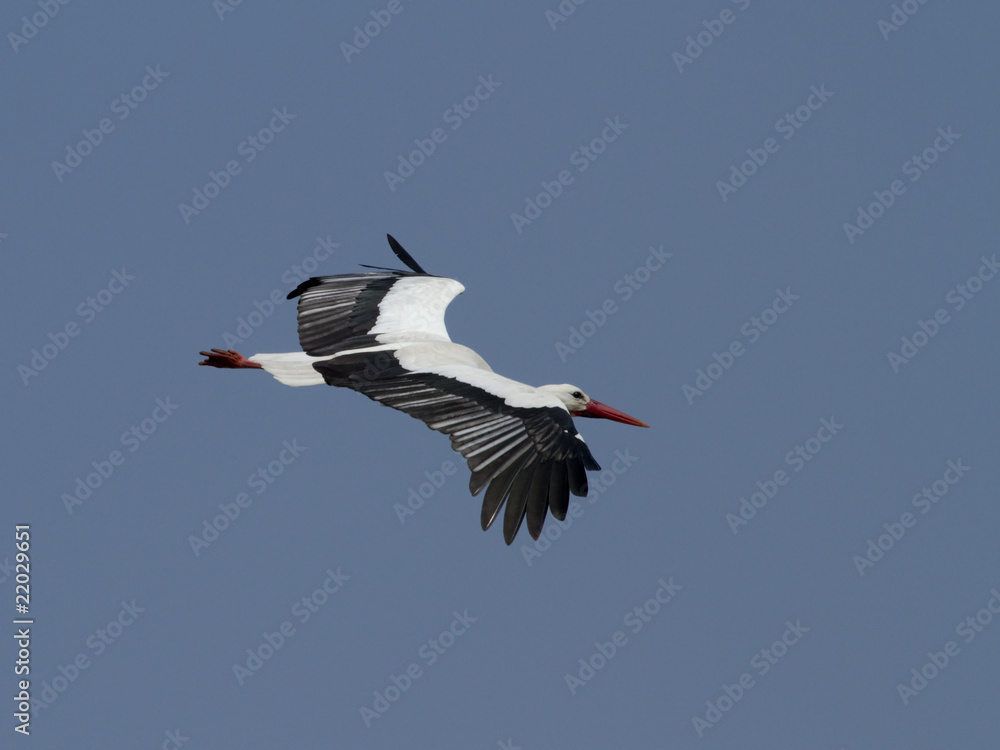 Naklejka premium Cigogne blanche - White Stork (ciconia ciconia)