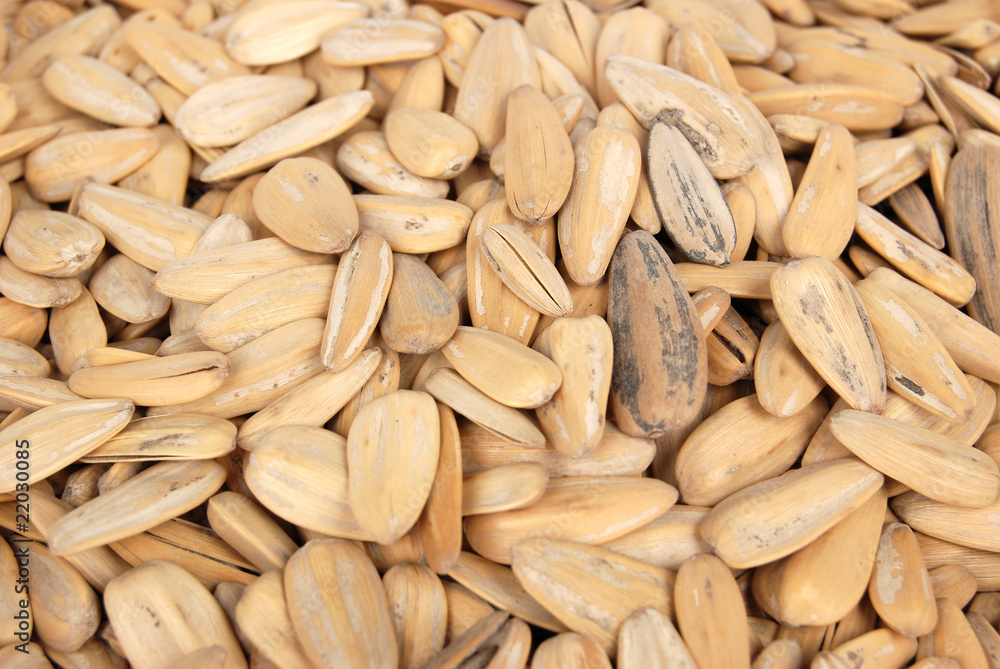sunflower seeds sunflower seeds