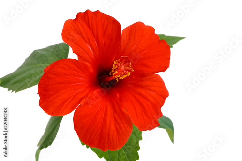 Hibiscus flower