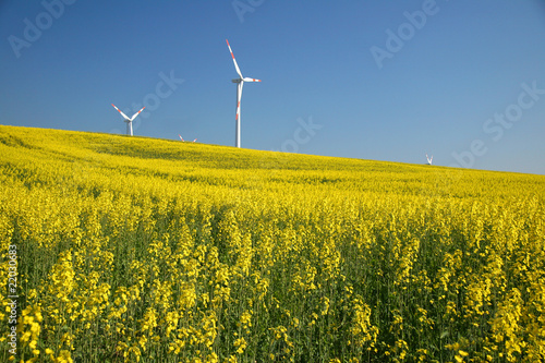 Rapsfeld-blauer Himmel-Windräder