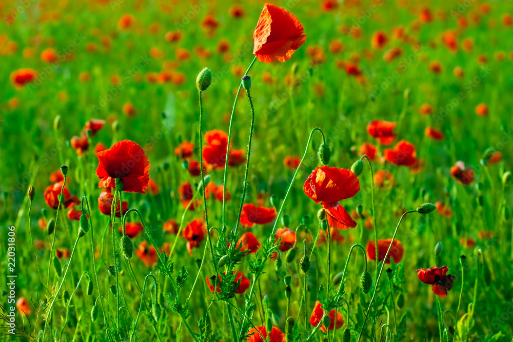 Fototapeta premium czerwone pole maków