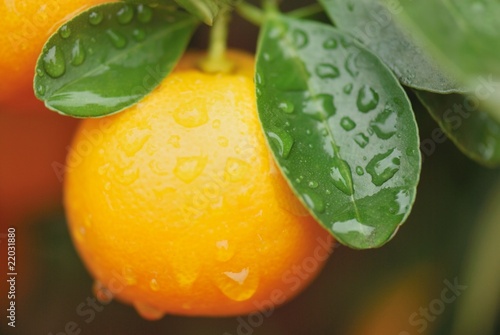 Принти на полотні calamondin fruit int the tree right after the rain