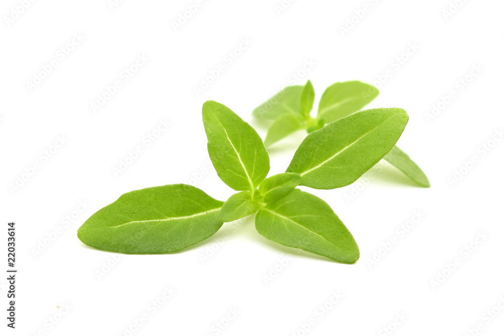 Basil leaves Basil leaves