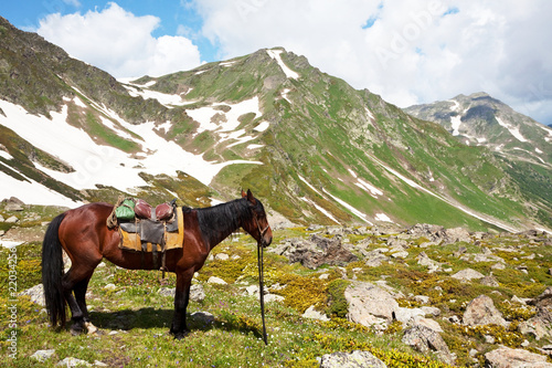 Horse in mountains