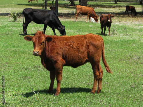 Field on cattle