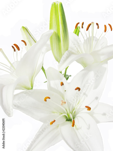 bouquet of white lilies photo