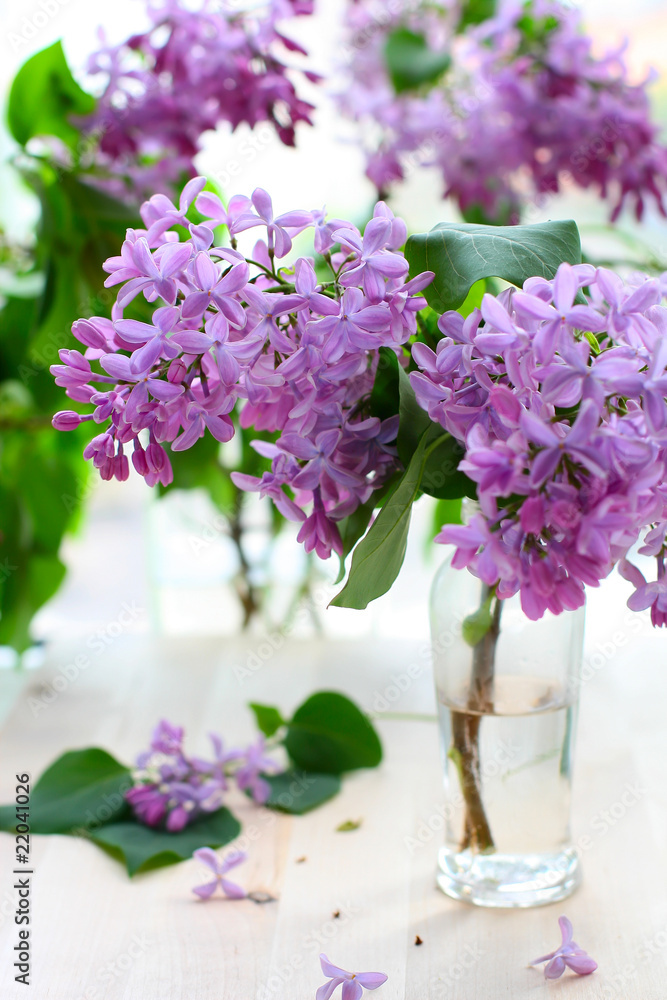 Fototapeta premium lilac