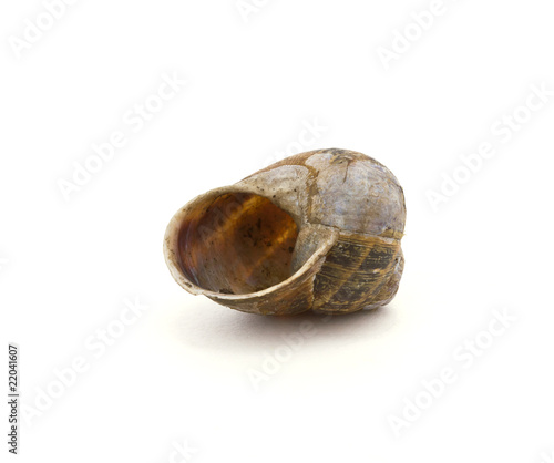 Snail Shell