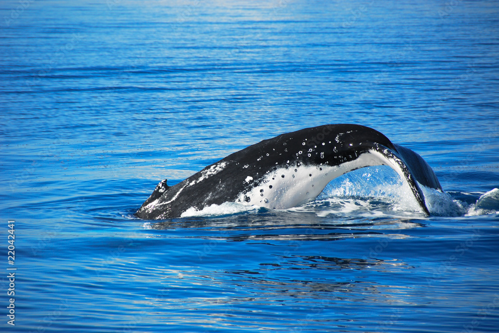 Fototapeta premium Whale in Australia