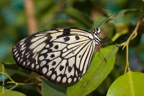 Idea leuconoe, Paper Kite, Rice Paper butterfly