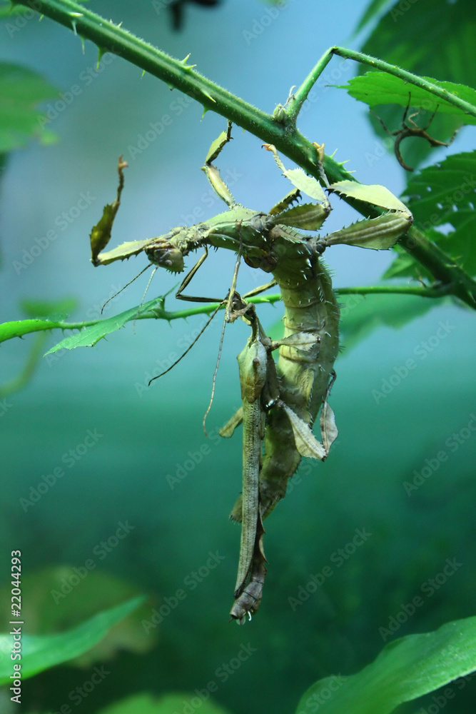 stick-insects stick-insects
