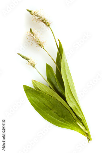 herbal medicine: Plantago lanceolata