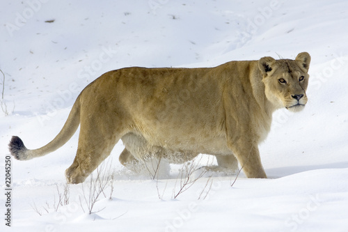 a lioness in winter scene