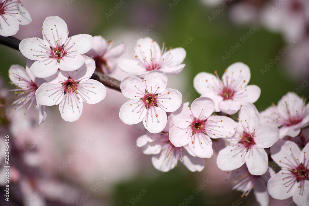 Pflaumenblüte Pflaumenblüte