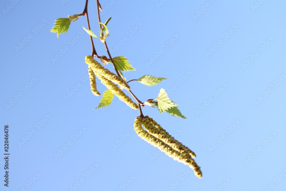 Fototapeta premium Allergie durch Birkenpollen