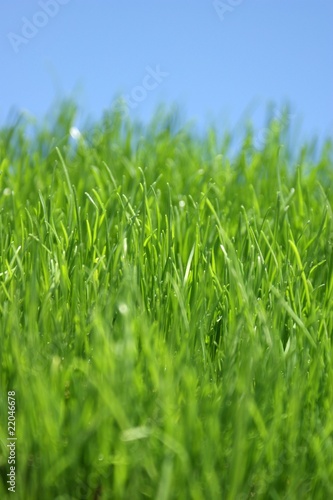 green grass