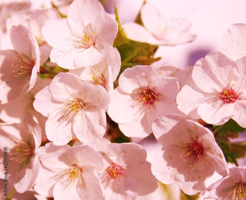 rosa Blüten © Yantra
