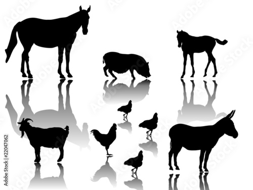 Kleine Gruppe Farmtiere mit Schattenspiegelung